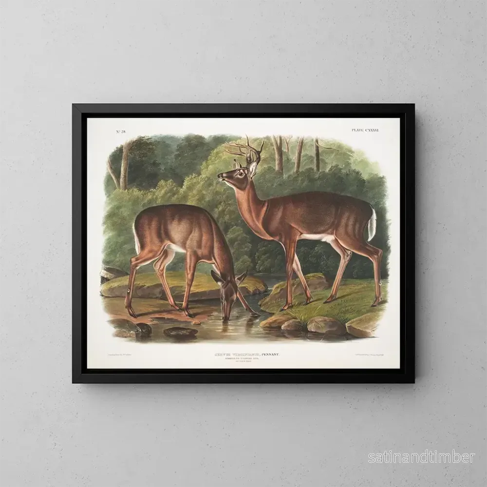 Reproduktion av målningen av Virginie älg, hane och hona, åldrade - John Woodhouse Audubon