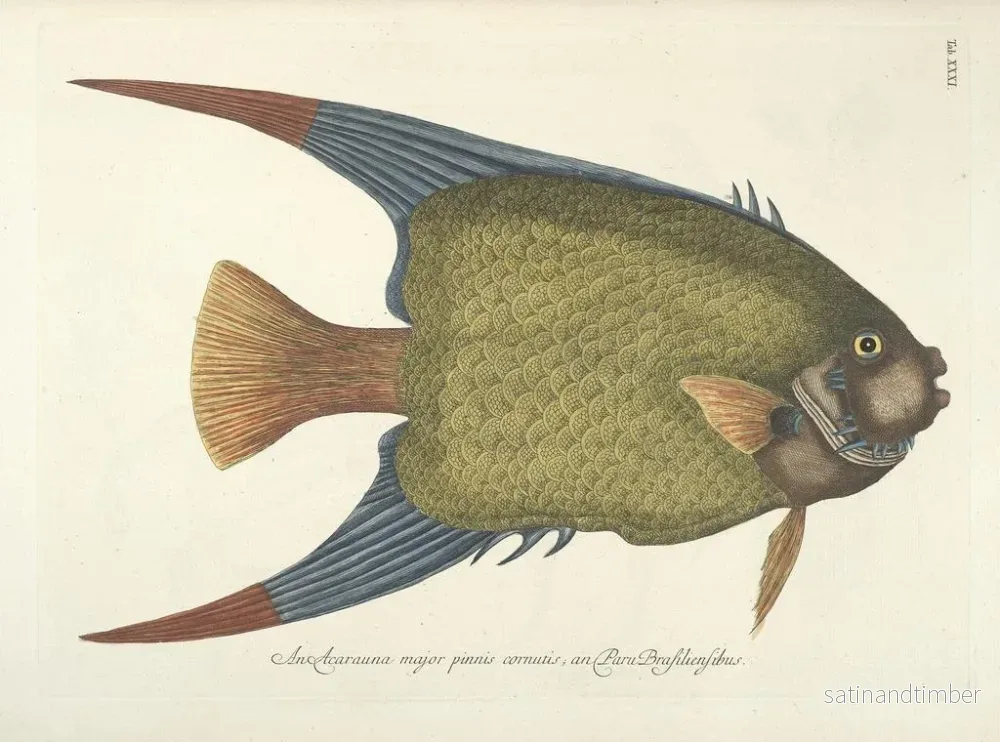 Reproduktion av målningen Bilder av fisk, ormar, insekter och andra djur samt vissa växter Pl031 - Mark Catesby - Bild 2