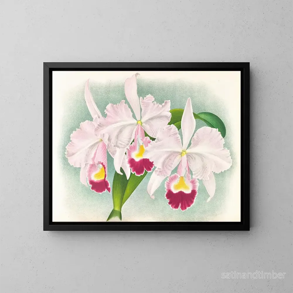 Reproduktion av målningen Cattleya trianae var. Martin Cahuzac - Jean Jules Linden