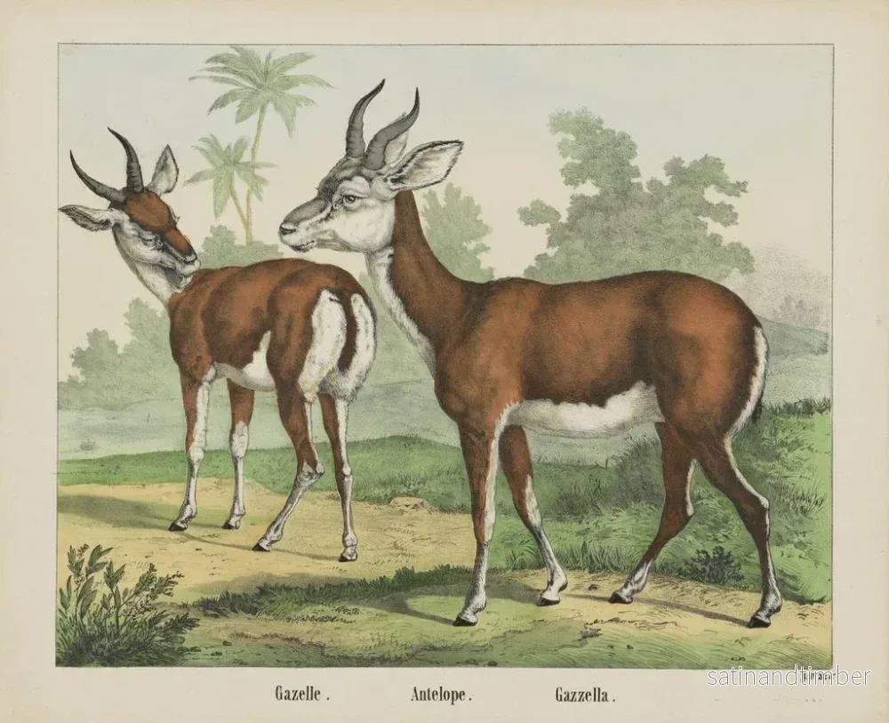 Reproduktion av målningen Antilope gazelle - Joseph Scholz - Bild 2