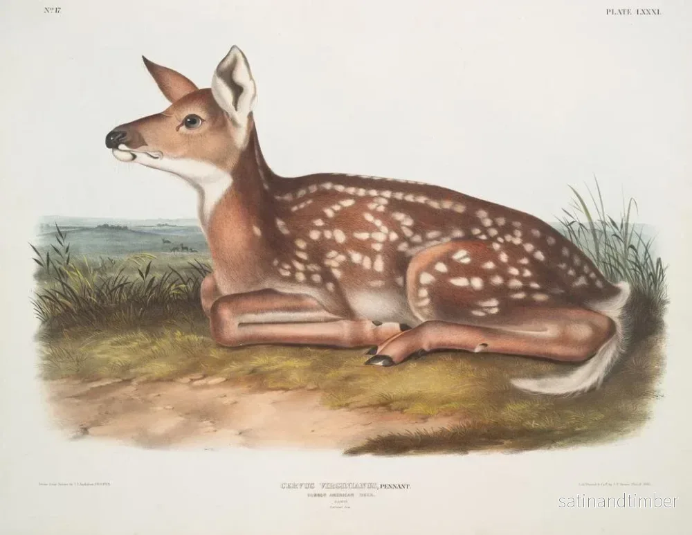 Reproduktion av målningen av Virginie, rådjur, naturlig storlek - John Woodhouse Audubon - Bild 2