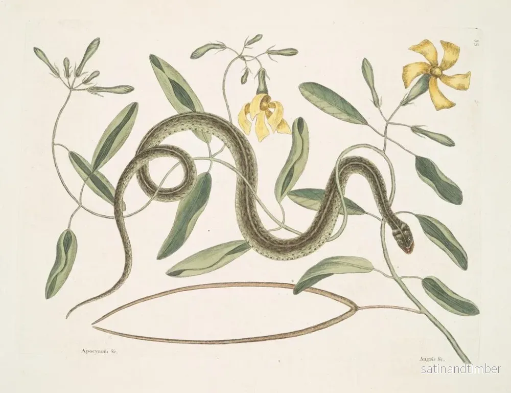 Reproduktion av målningen av Apocynum c. Angis viridis maculatus, den gröna ormen med fläckar - Mark Catesby - Bild 2