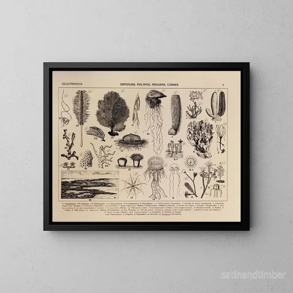 Reproduktion av målningen Atlas de la faune du Brésil Pl02 - Rodolpho von Ihering