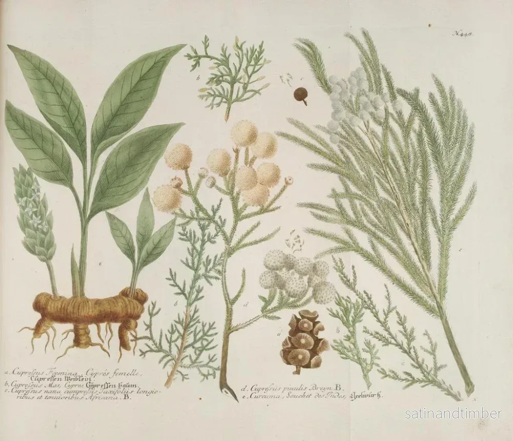 Reproduktion av målningen Phytanthoza iconographia Pl. 171 - Johann Wilhelm Weinmann - Bild 2