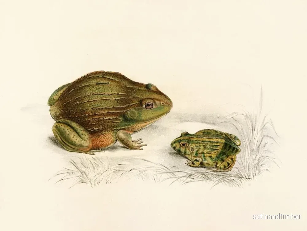 Reproduktion av målningen Pyxicephalus adspersus vuxen ung - Sir Andrew Smith - Bild 2