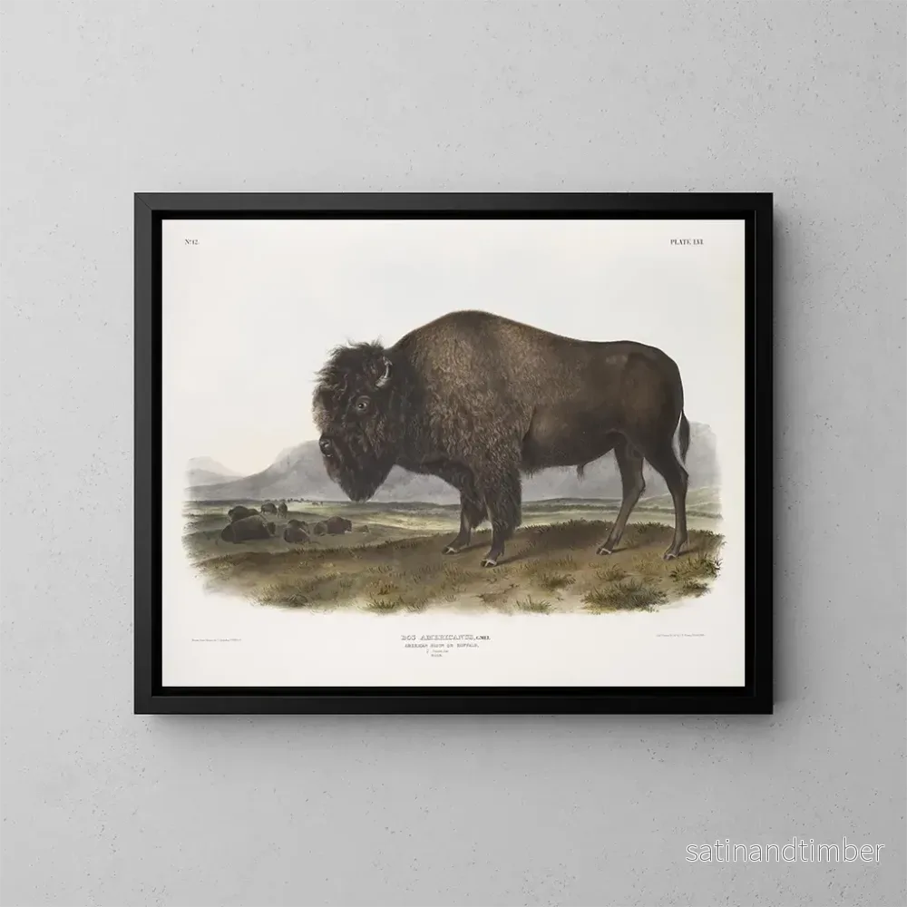 Reproduktion av målningen av manlig amerikansk bison - John Woodhouse Audubon