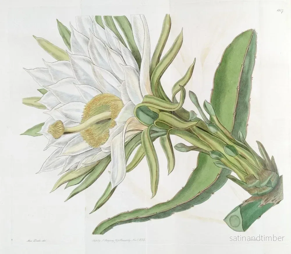 Reproduktion av målningen Chardon à torche triangulaire - Sydenham Edwards - Bild 2