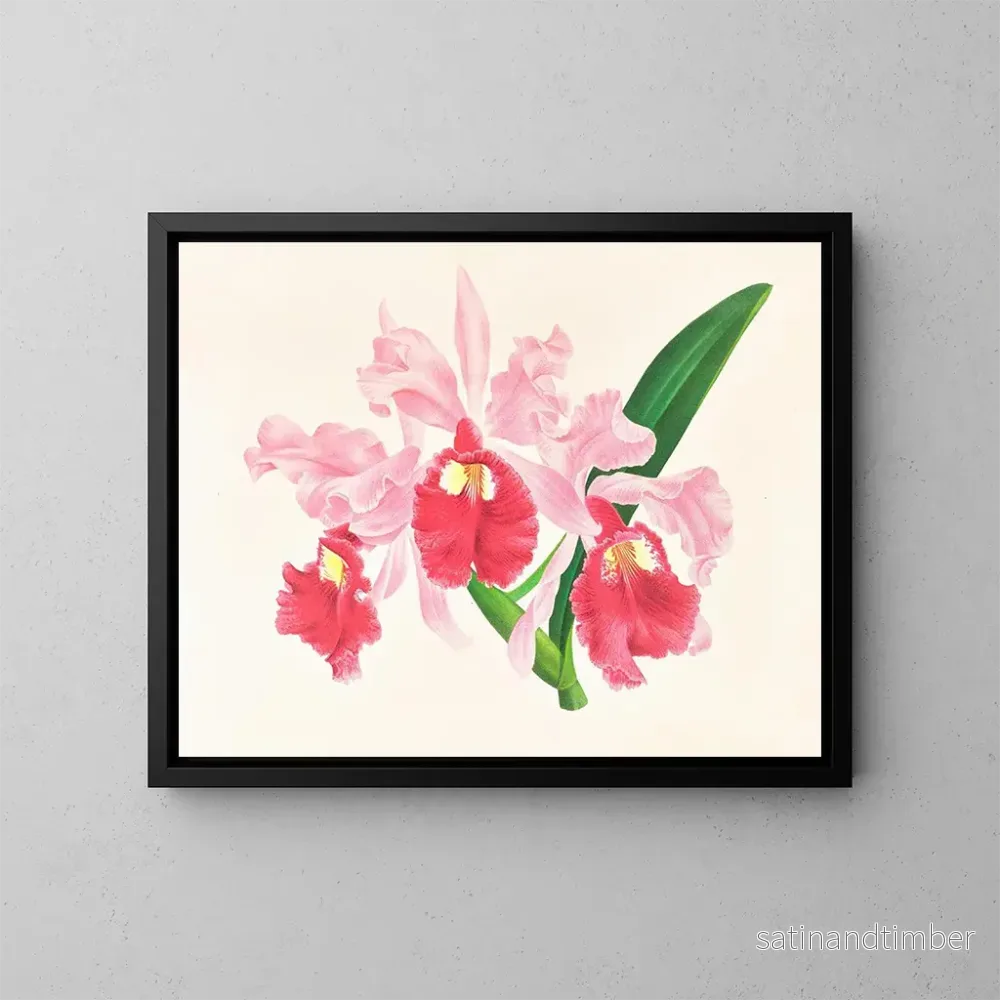 Reproduktion av målningen Cattleya gigas - Jean Jules Linden