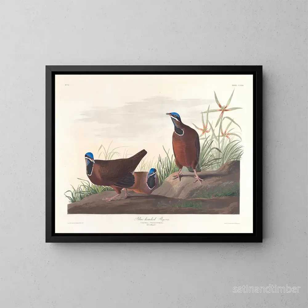 Reproduktion av målningen Pigeon à tête bleue - John James Audubon