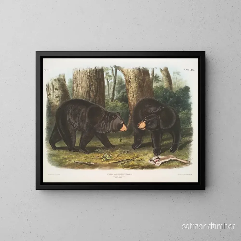 Reproduktion av målningen av amerikansk svartbjörn han och hona - John Woodhouse Audubon