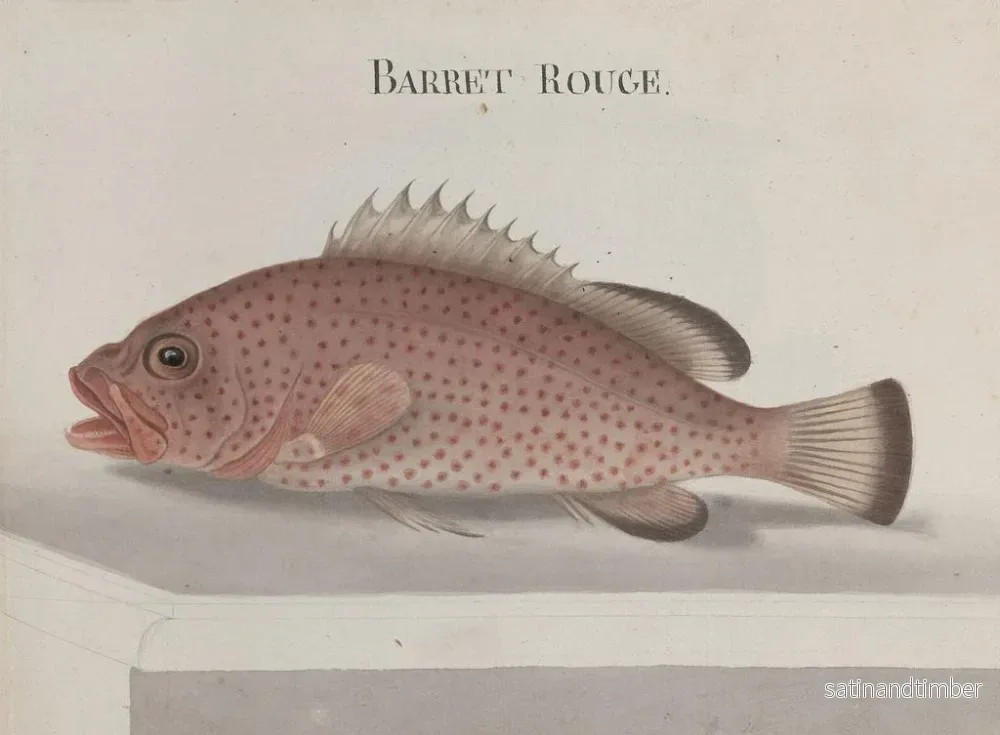 Reproduktion av målningen Histoire naturelle de Saint-Domingue Pl086 - René de Rabi - Bild 2