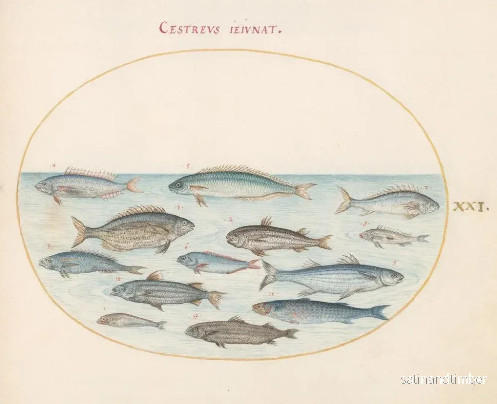 Reproduktion av målningen Planche 21: Morue et autres poissons - Joris Hoefnagel - Bild 2
