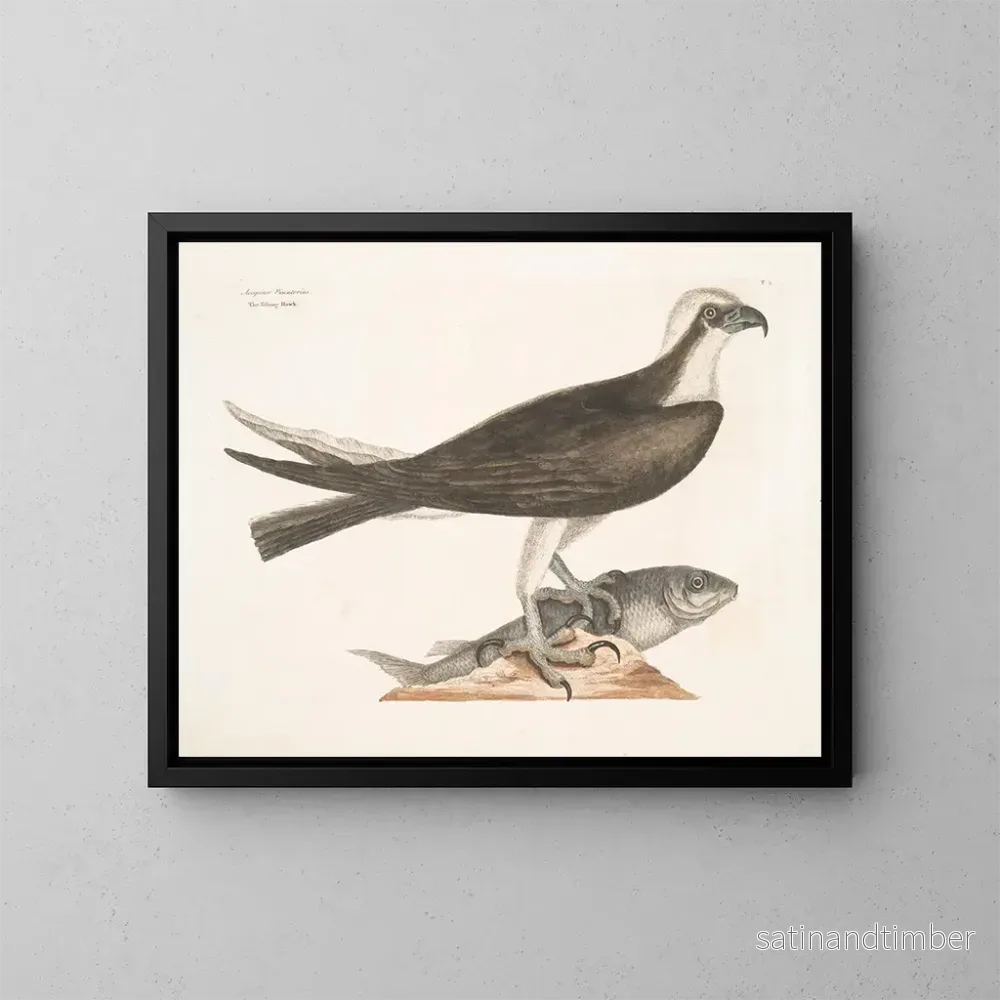 Reproduktion av målningen Le faucon pêcheur - Mark Catesby