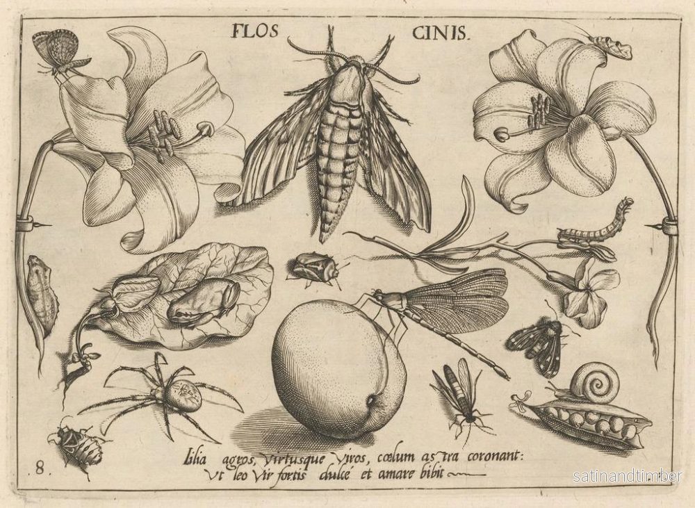 Reproduktion av målningen av arketyp och studier av fadern Georgius Hoefnagel, Pl10 - Joris Hoefnagel - Bild 2