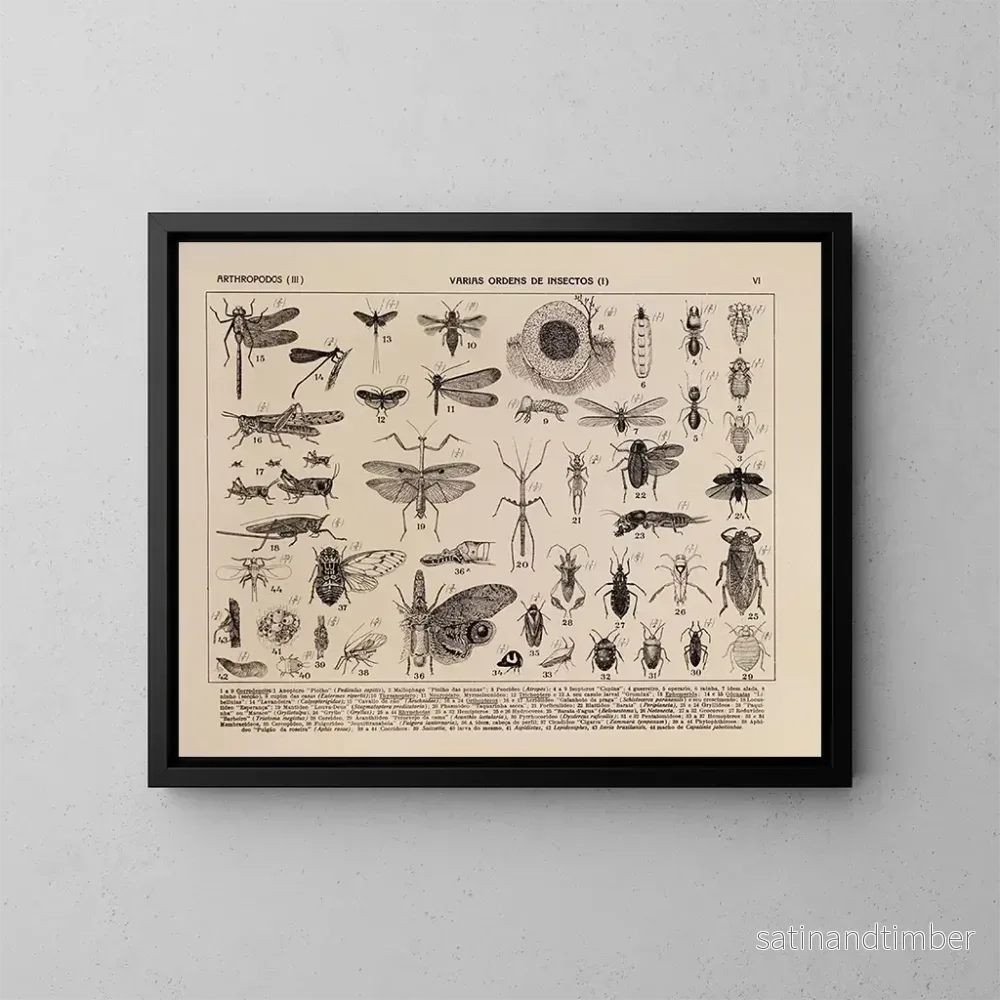 Reproduktion av målningen Atlas de la faune du Brésil Pl06 - Rodolpho von Ihering