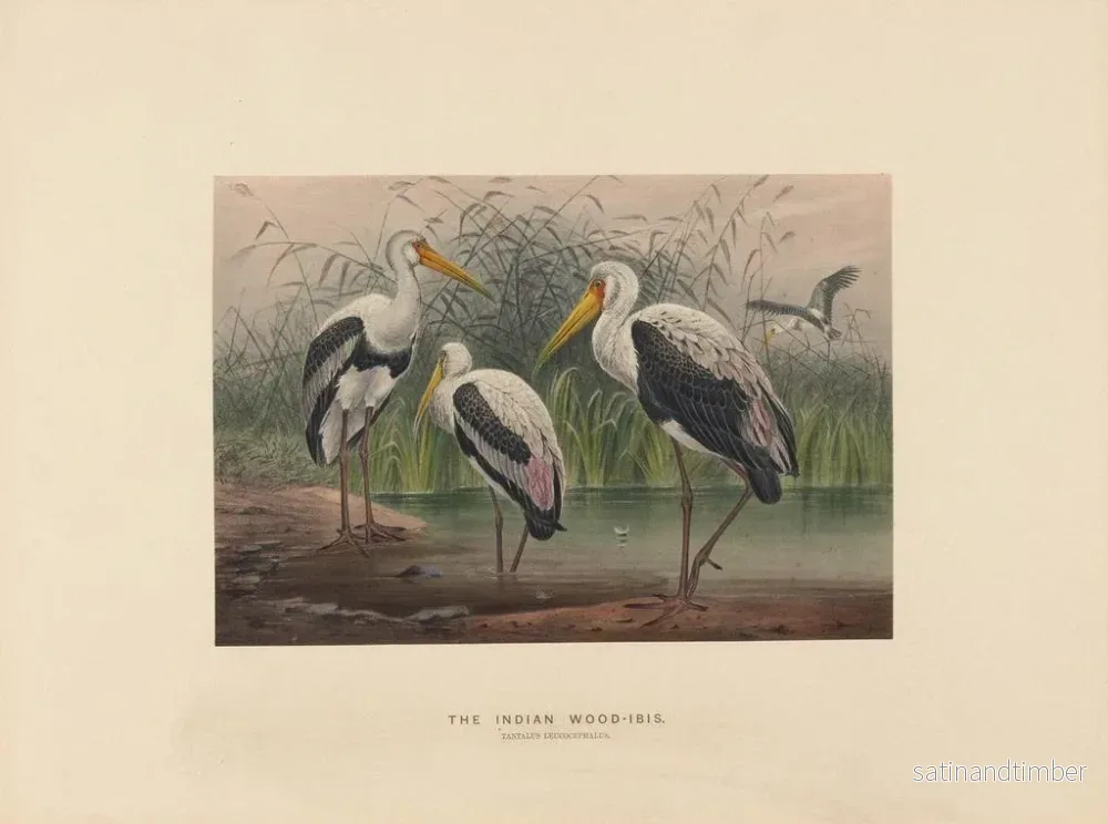 Reproduktion av målningen L'ibis des marais indien - Joseph Wolf - Bild 2