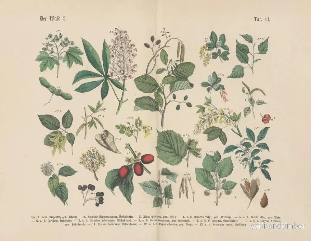 Reproduktion av målningen Manuel de botanique pratique en mots et en images Pl44 - Carl Hoffmann - Bild 2