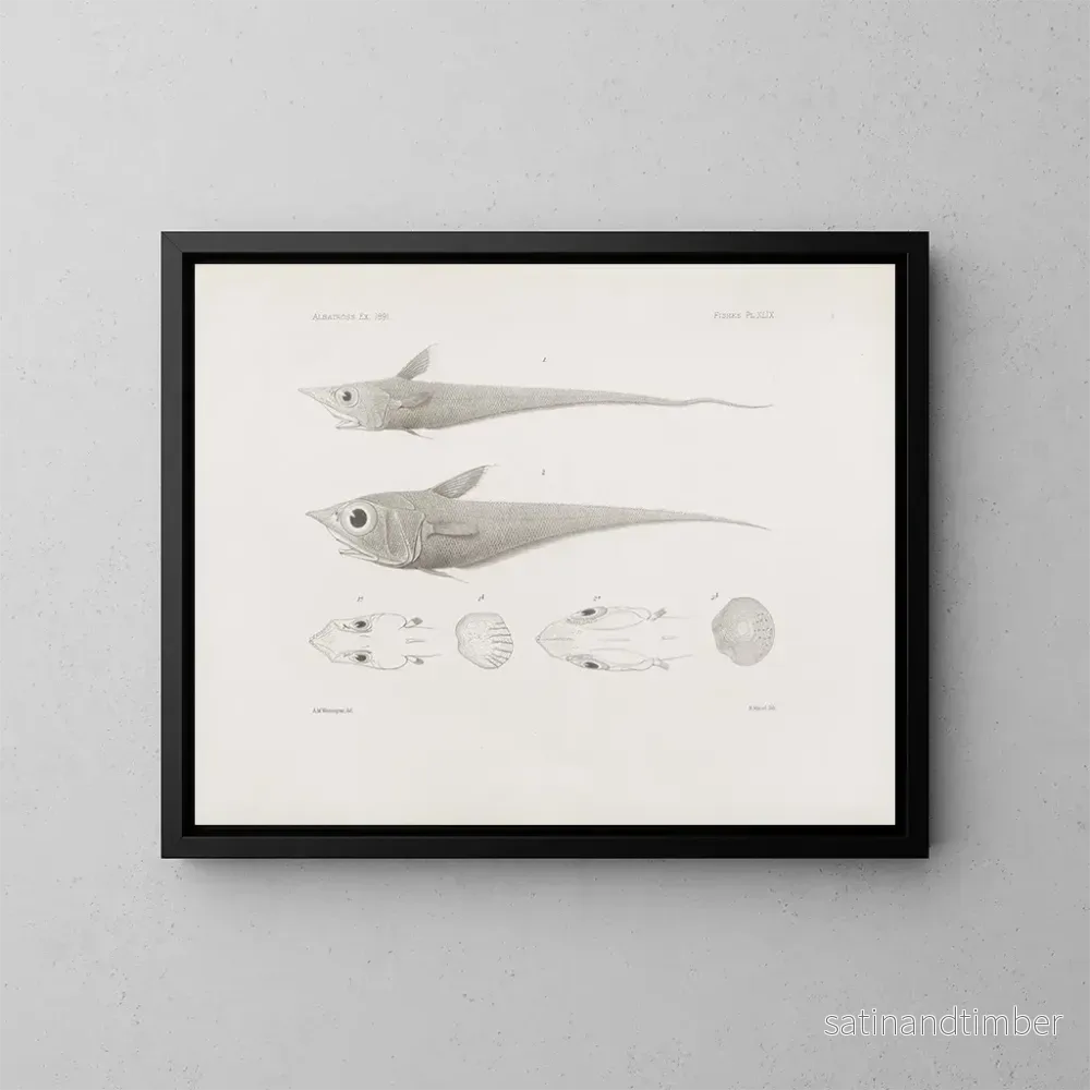 Reproduktion av målningen Mémoires du Muséum de zoologie comparée de Harvard College Pl49 – Musée de Zoologie Comparée de l’Université Harvard Reproduktion av målningen Mémoires du Muséum de zoologie comparée de Harvard College Pl49 – Musée de Zoologie Comparée de l’Université Harvard