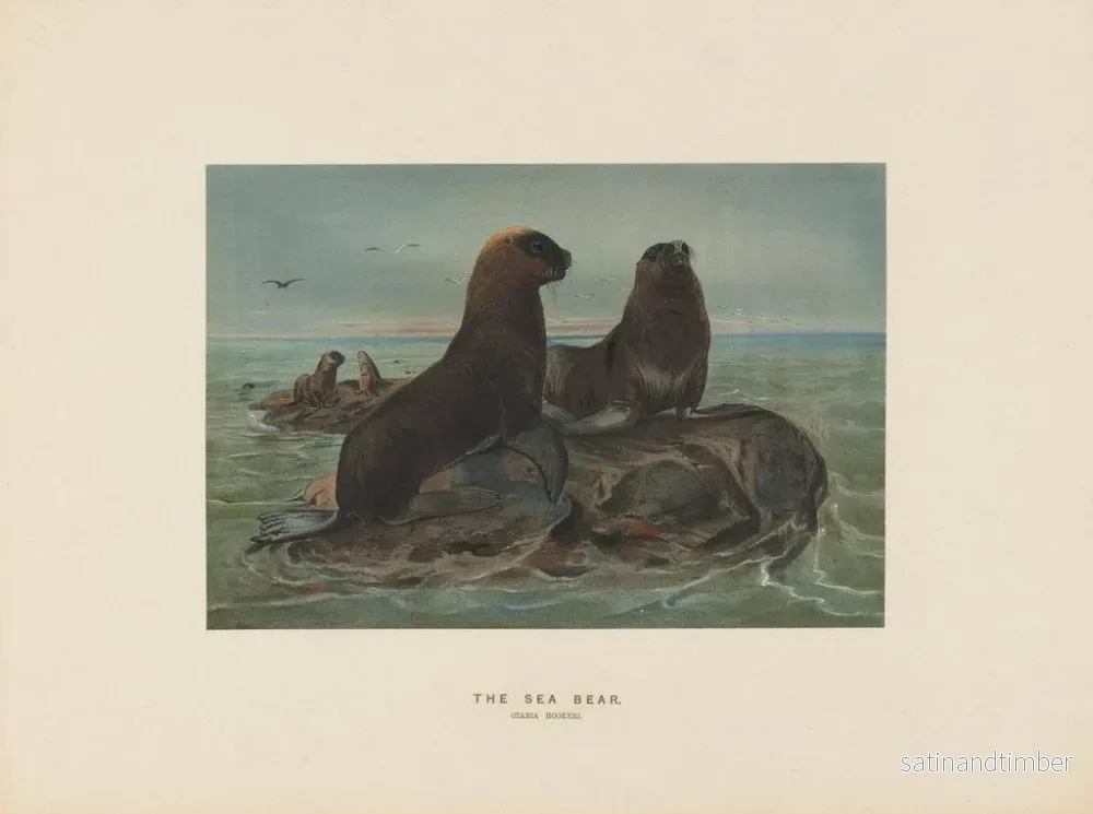 Reproduktion av målningen L'ours de mer - Joseph Wolf - Bild 2