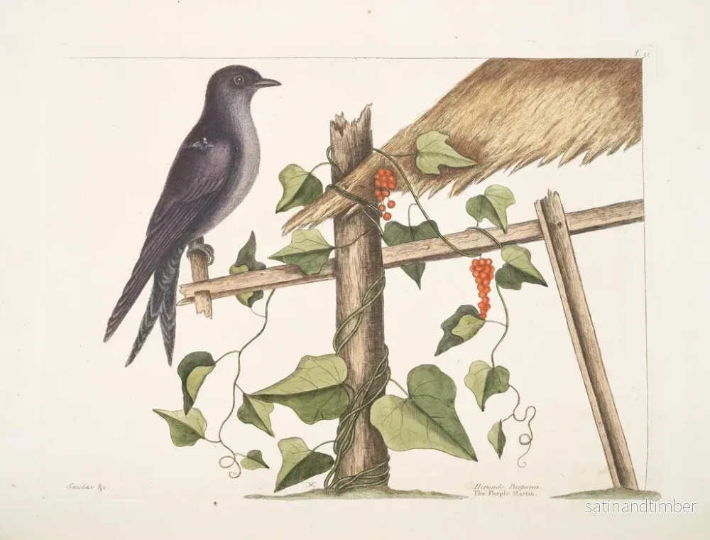 Reproduktion av målningen av Smilax c. Hirundo purpurea, den Purpursvala - Mark Catesby - Bild 2