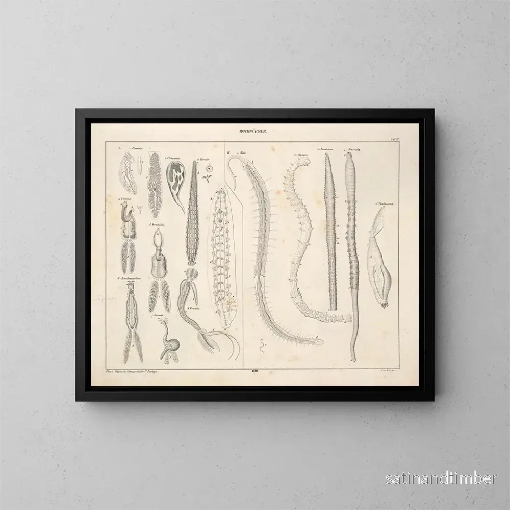 Reproduktion av målningen Illustrationer av den allmänna naturhistorien av Oken för alla tillstånd Pl074 - Lorenz Oken