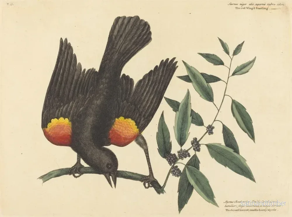 Reproduktion av målningen Le merle à ailes rouges - Mark Catesby - Bild 2