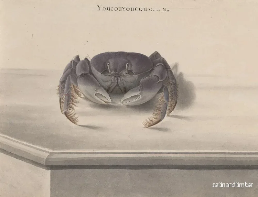 Reproduktion av målningen Histoire naturelle de Saint-Domingue - René de Rabi - Bild 2