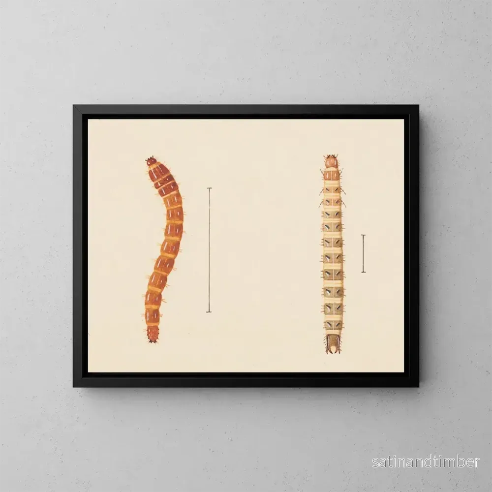 Reproduktion av målningen Aquarelle d'entomologie Pl018 - George Hudson
