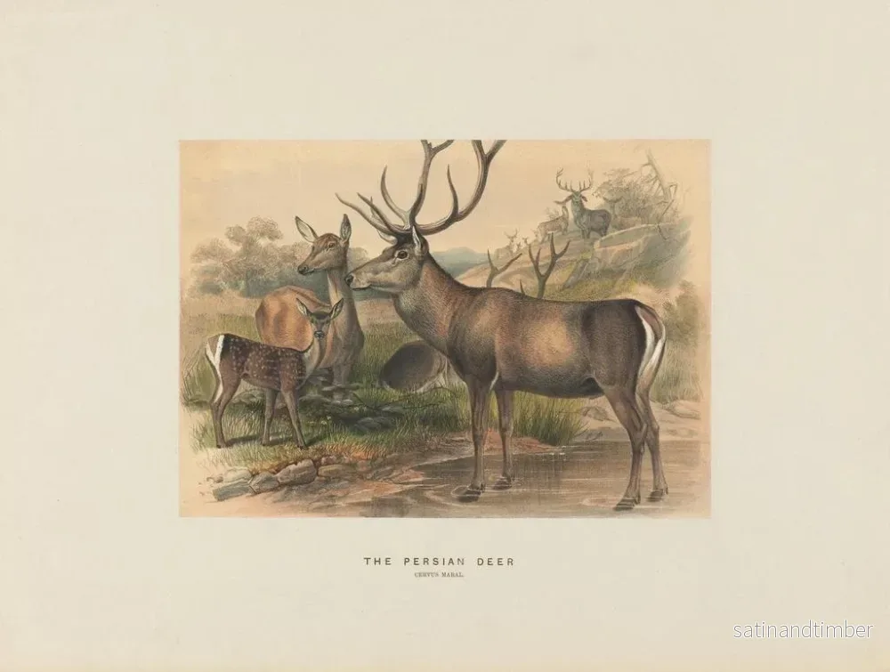 Reproduktion av målningen Le cerf persan - Joseph Wolf - Bild 2