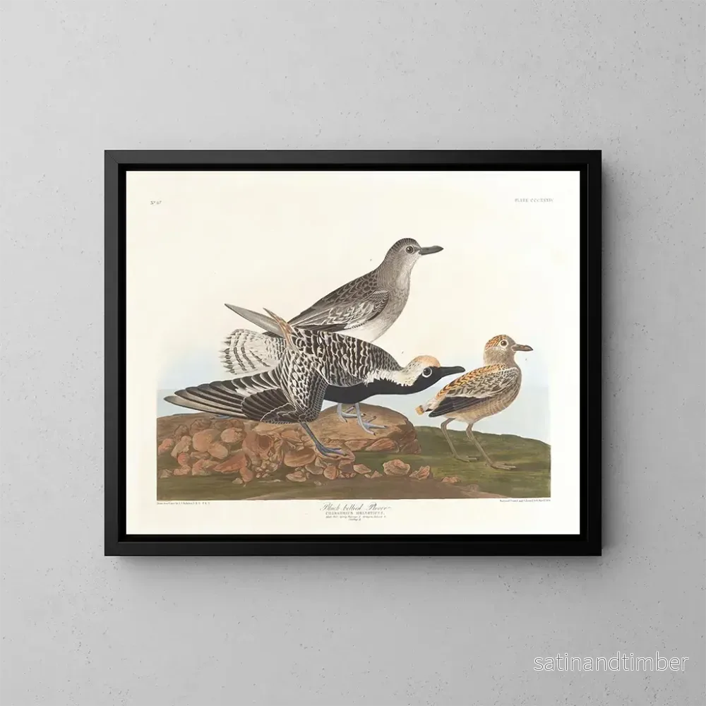 Reproduktion av målningen av Svartmagad mås - John James Audubon