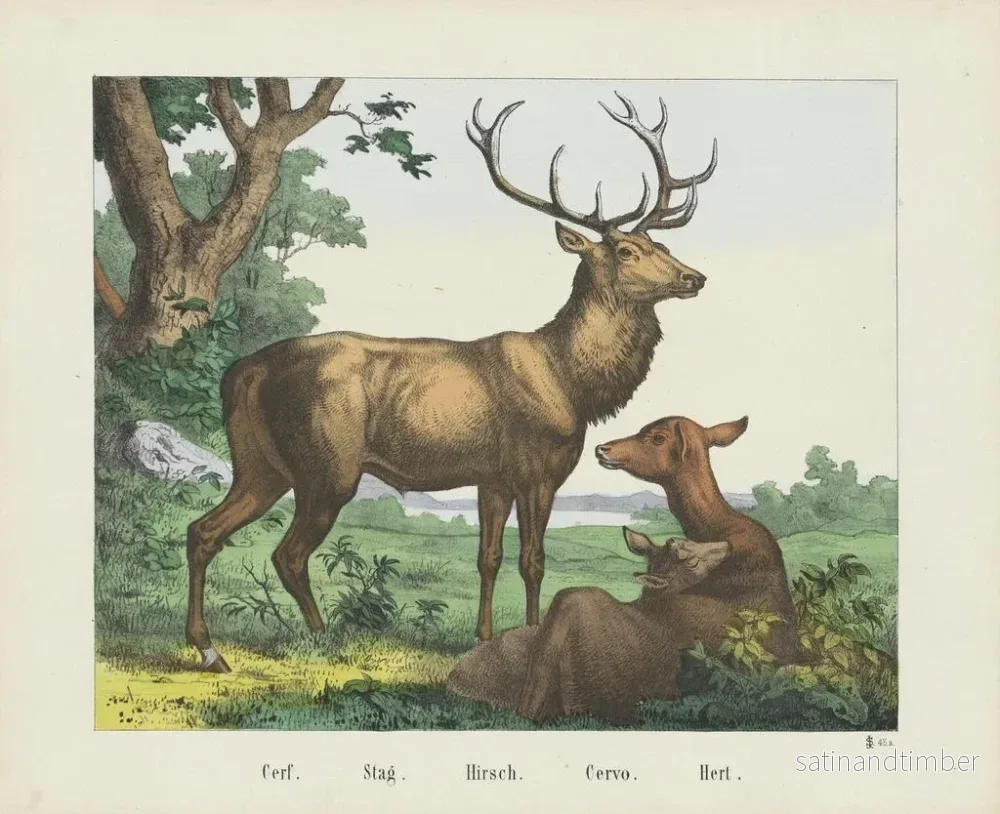 Reproduktion av målningen Cerf - Joseph Scholz - Bild 2