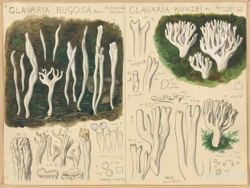 Reproduktion av målningen Clavaria rugosa och Clavaria kunzei - Hans Baldung - Bild 2