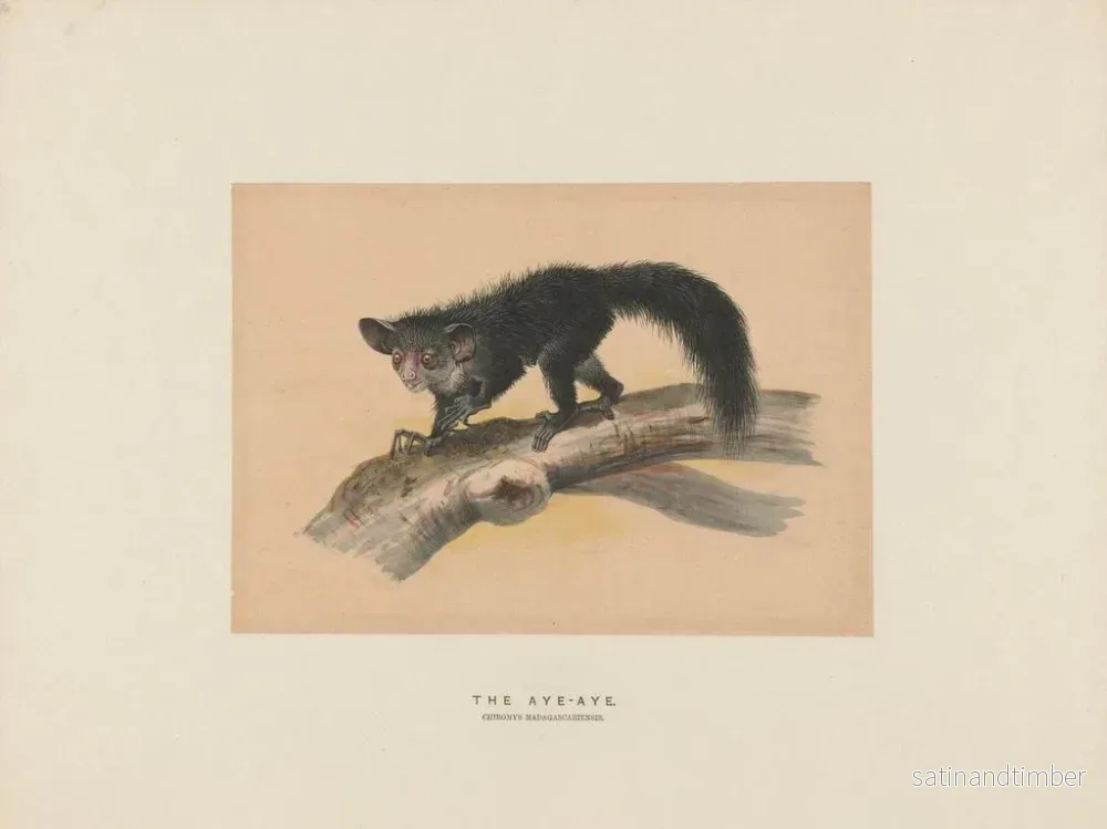 Reproduktion av målningen L'Aye-Aye - Joseph Wolf - Bild 2