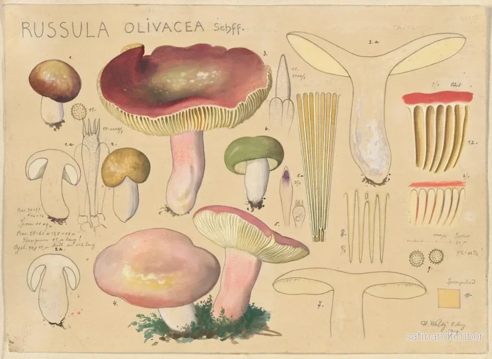 Reproduktion av målningen Russula olivacea - Hans Baldung - Bild 2
