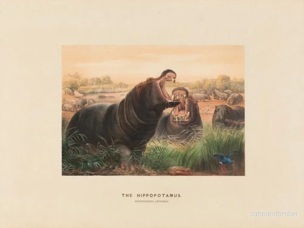 Reproduktion av målningen L'Hippopotame - Joseph Wolf - Bild 2