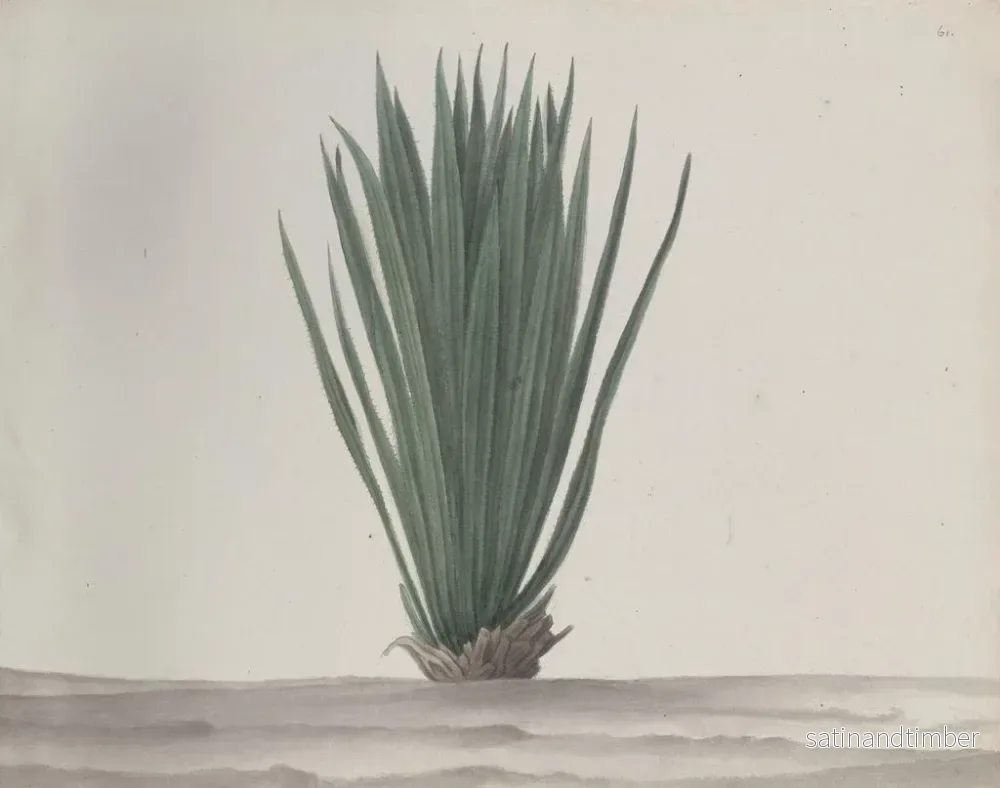 Reproduktion av målningen Histoire naturelle de Saint-Domingue Pl192 - René de Rabi - Bild 2