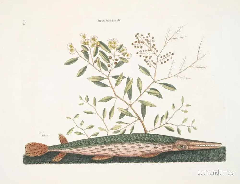 Reproduktion av målningen Le poisson-épée vert - Mark Catesby - Bild 2