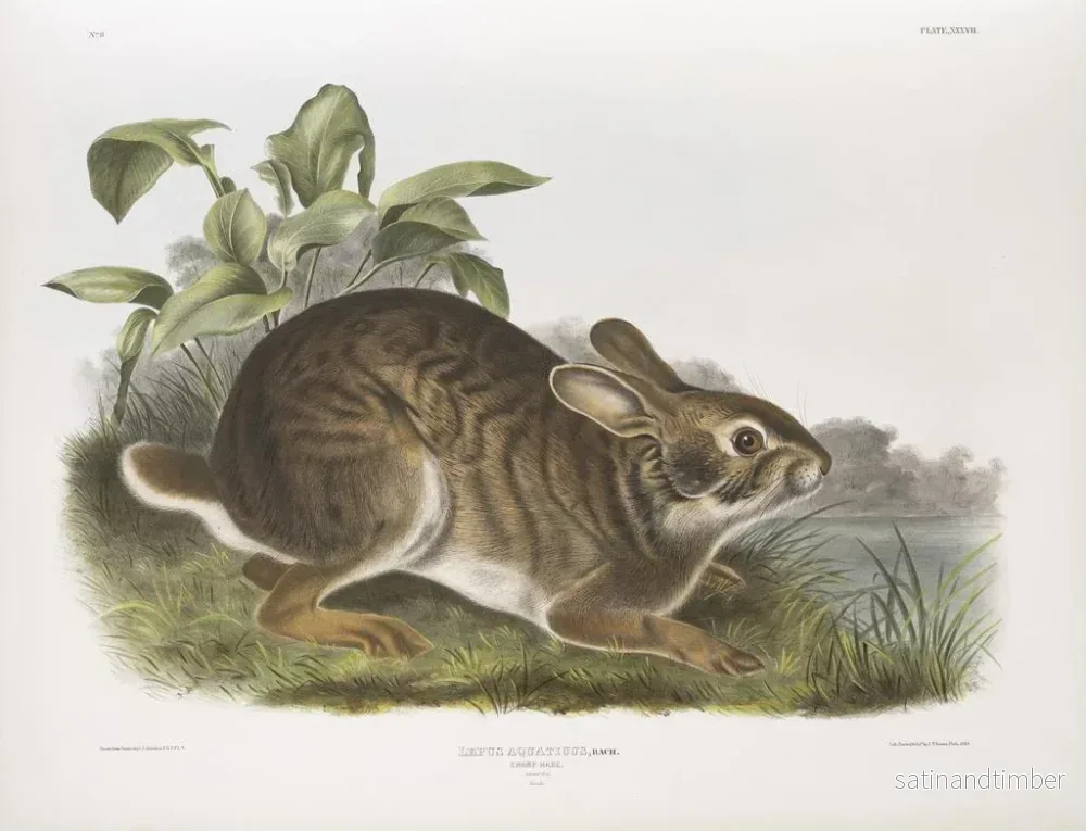 Reproduktion av målningen av vattenhare i naturlig storlek, hane - John Woodhouse Audubon - Bild 2