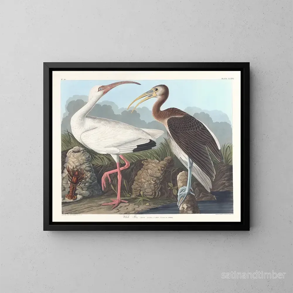 Reproduktion av målningen Ibis vit - John James Audubon