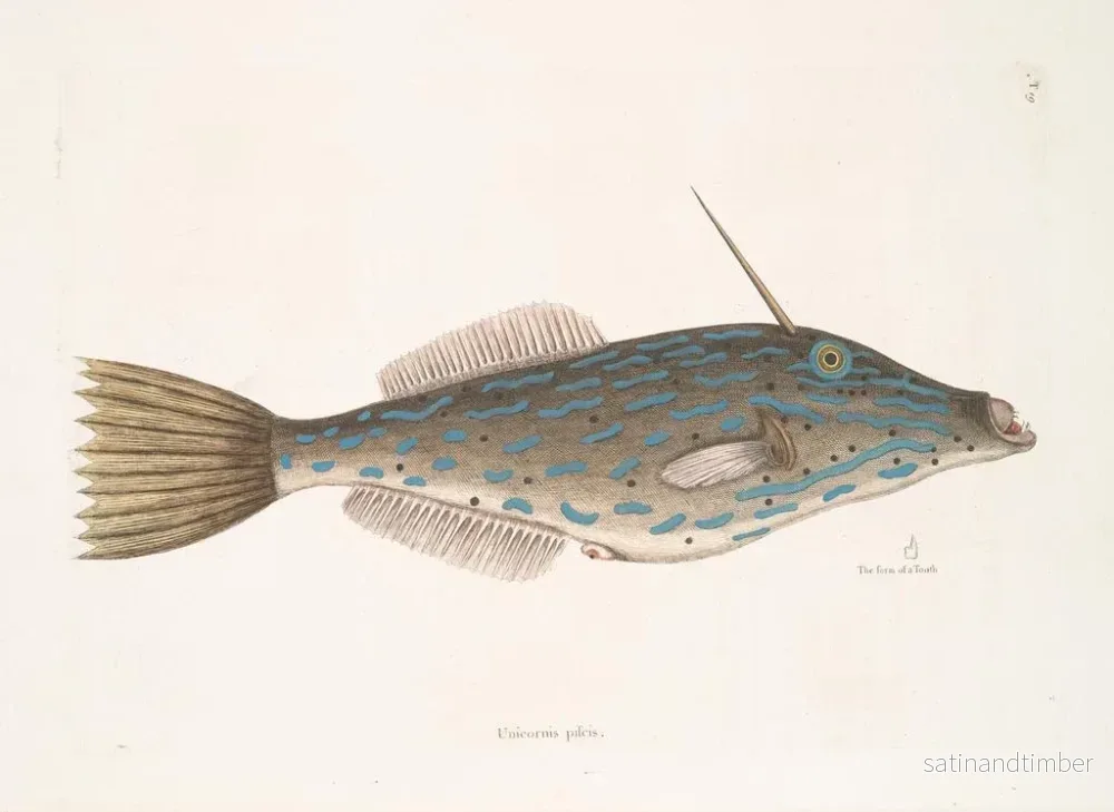 Reproduktion av målningen av Bahamas enhörningsfisk i form av en tand - Mark Catesby - Bild 2