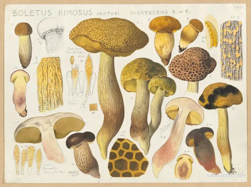 Reproduktion av målningen Bolet rimosus Venturi nigrescens R och R - Hans Baldung - Bild 2