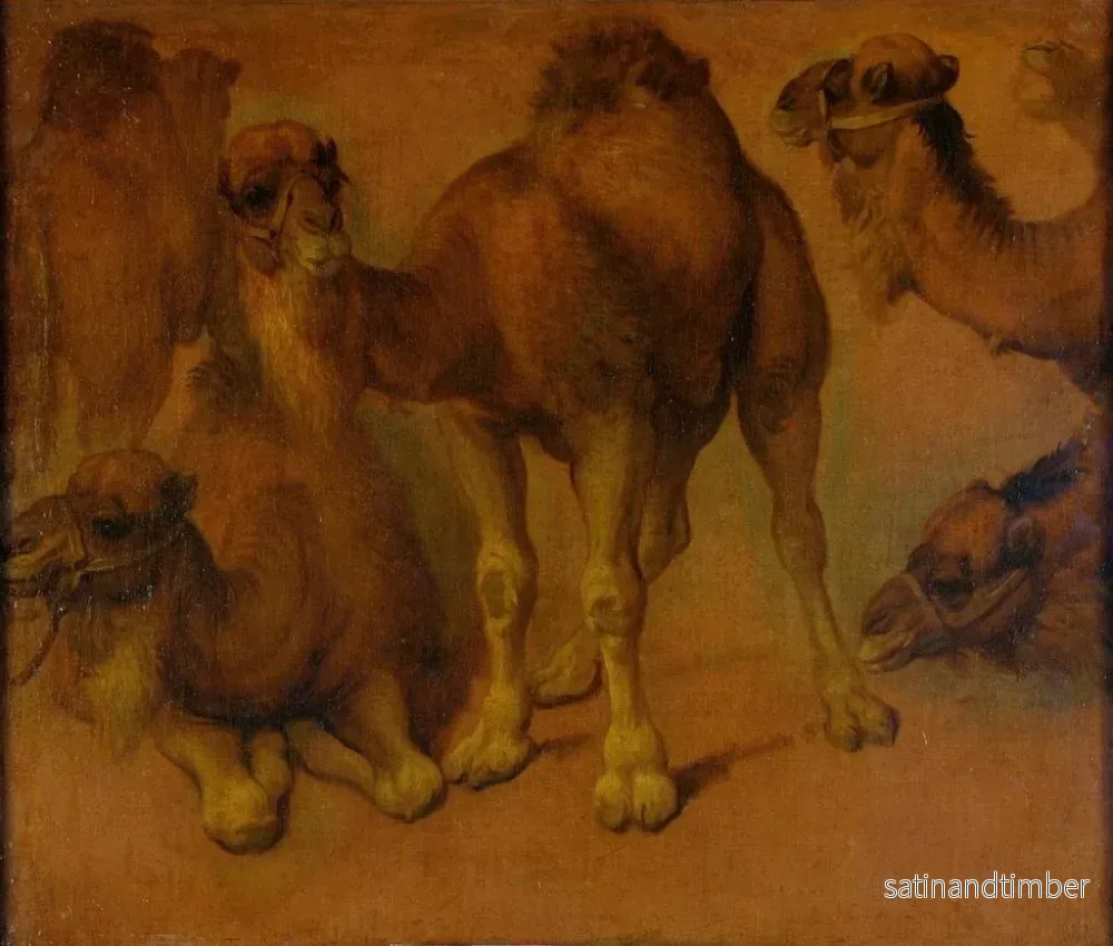 Reproduktion av målningen av dromedarer och dromedarhuvuden - Pieter Boel - Bild 2
