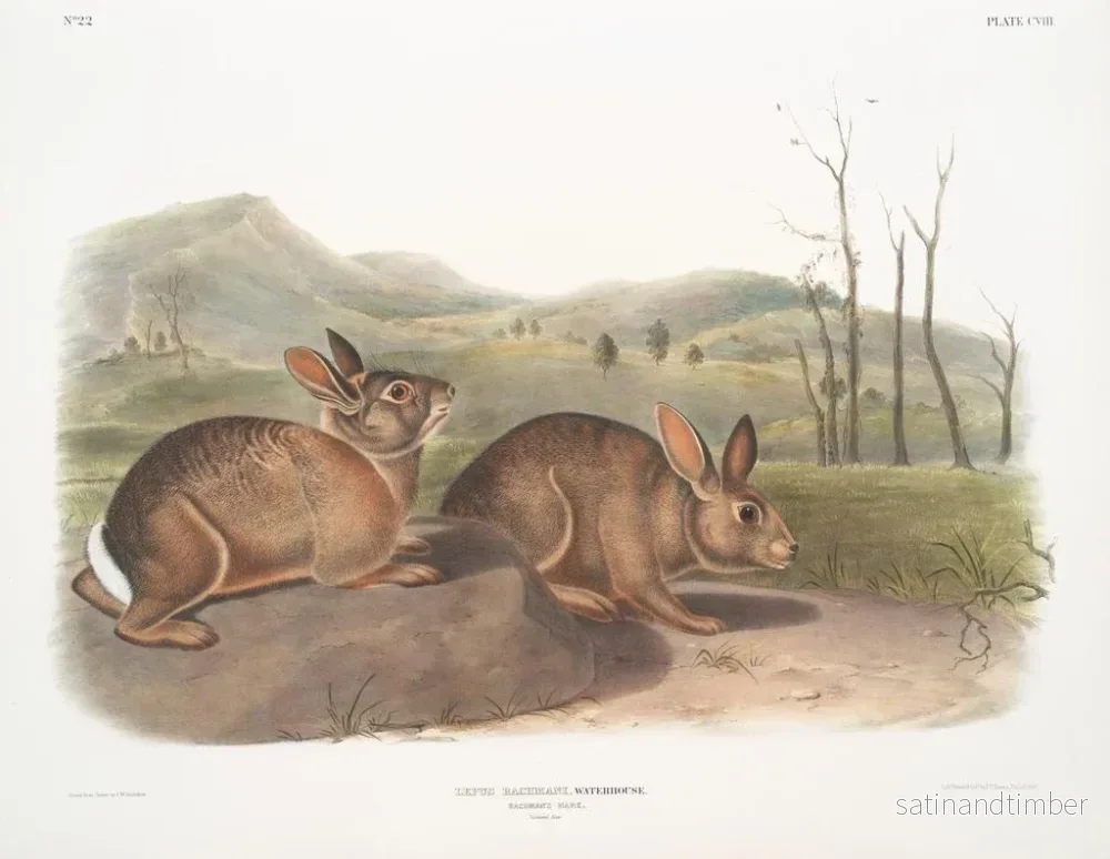 Reproduktion av målningen Lièvre de Bachman i naturlig storlek - John Woodhouse Audubon - Bild 2