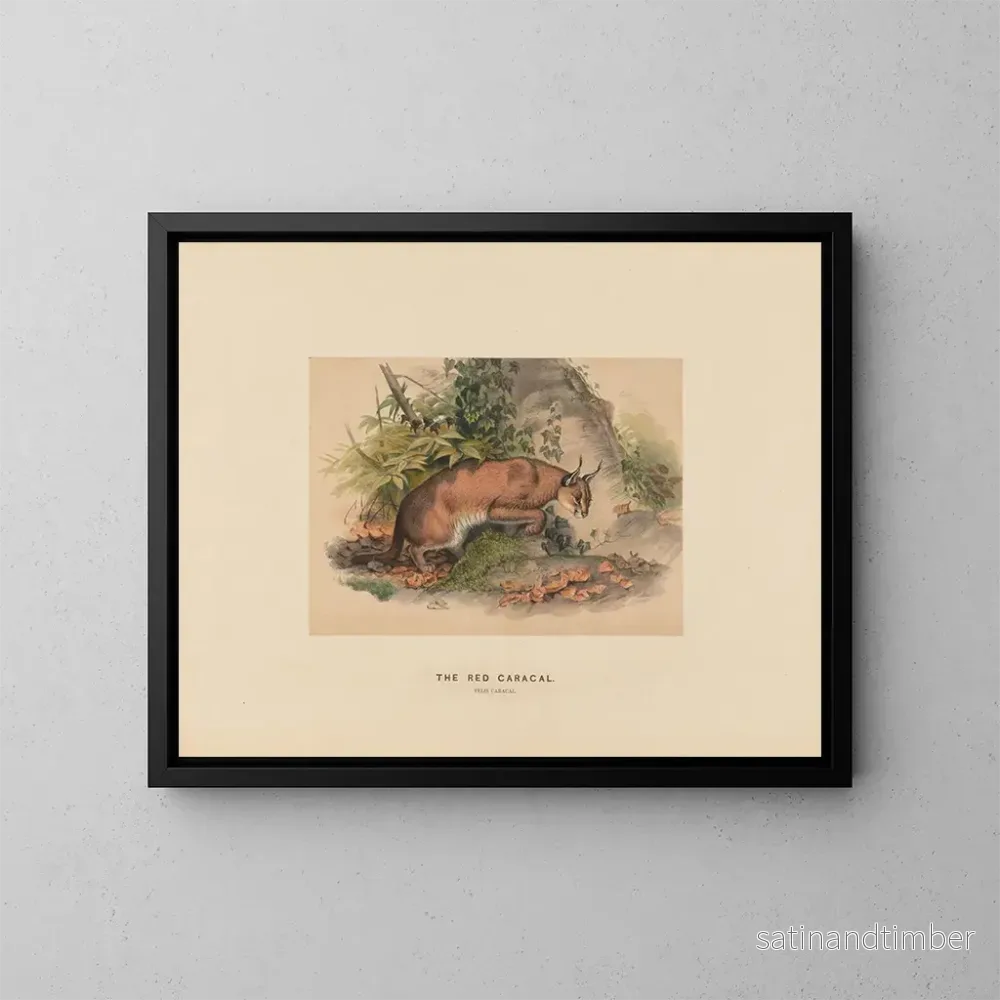 Reproduktion av målningen Le Caracal rouge - Joseph Wolf