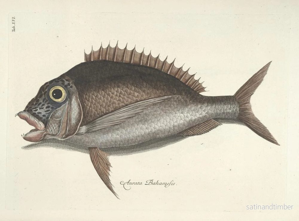 Reproduktion Bilder av fisk, ormar, insekter – Mark Catesby — plansch 016 - Bild 2
