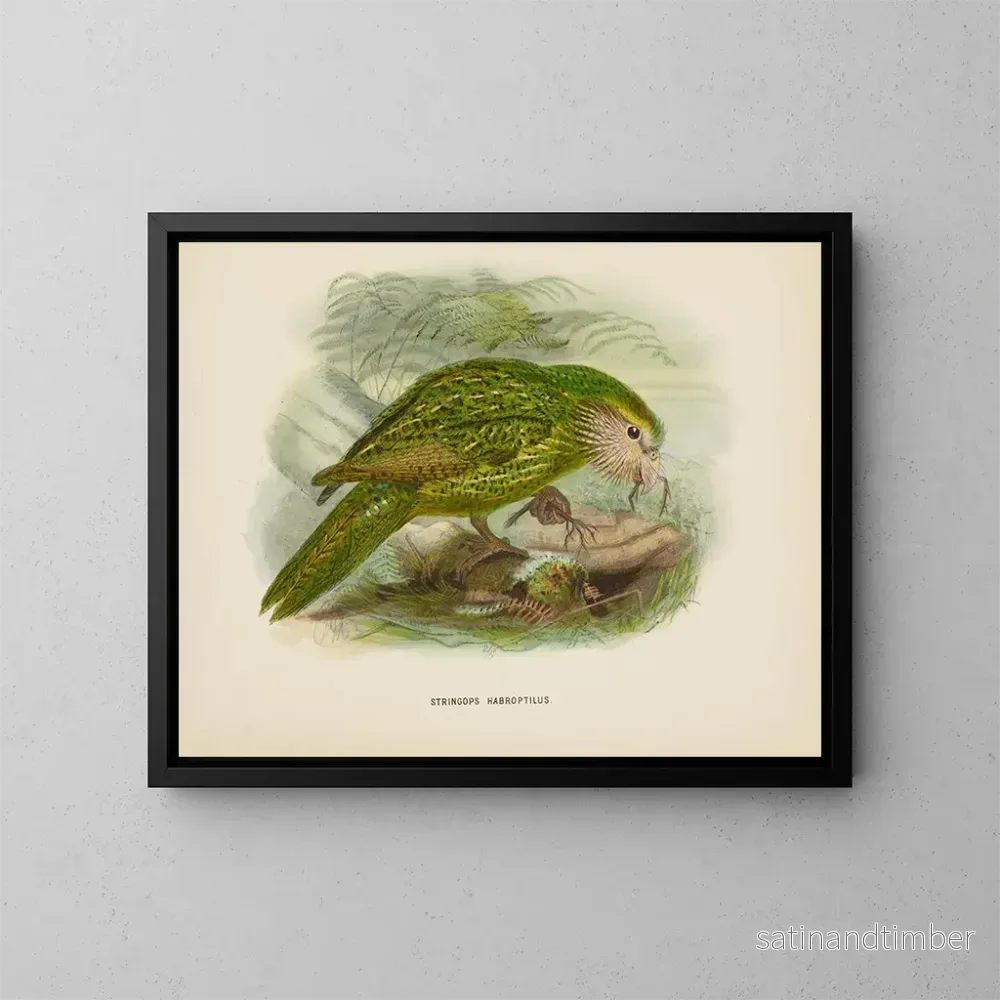 Reproduktion av målningen Stringops habroptilus – John Gerrard Keulemans Reproduktion av målningen Stringops habroptilus – John Gerrard Keulemans