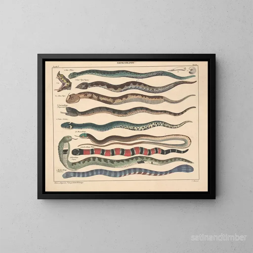Reproduktion av målningen Illustrationer av den allmänna naturhistorien av Oken för alla tillstånd Pl108 - Lorenz Oken