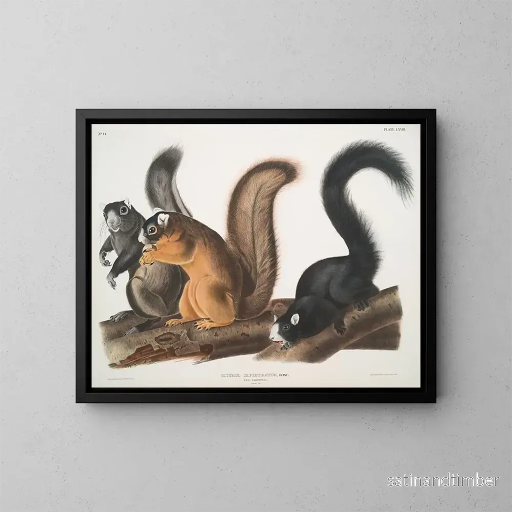 Reproduktion av målningen Ekorre av Fox i naturlig storlek - John Woodhouse Audubon