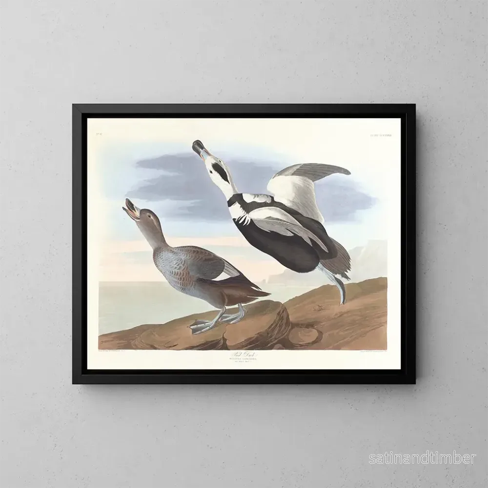 Reproduktion av målningen Kanadagås – John James Audubon Reproduktion av målningen Kanadagås – John James Audubon