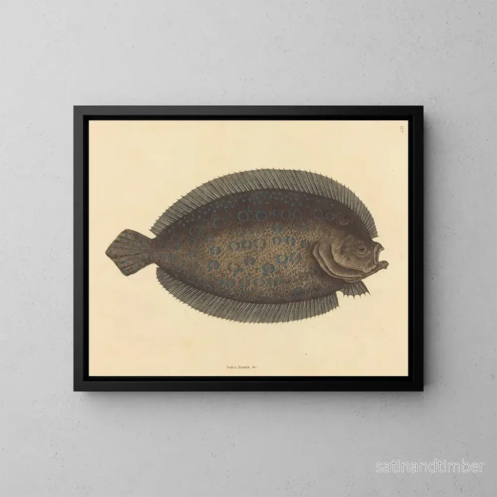 Reproduktion av målningen Le sole Pleuronectes lunatus - Mark Catesby